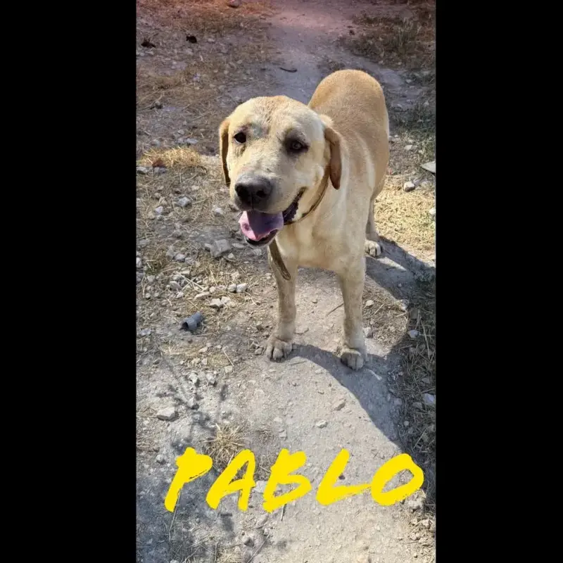 Pablo