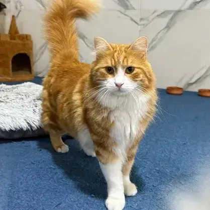 Belly
