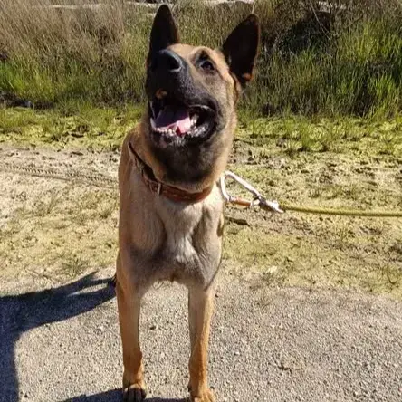 Simba