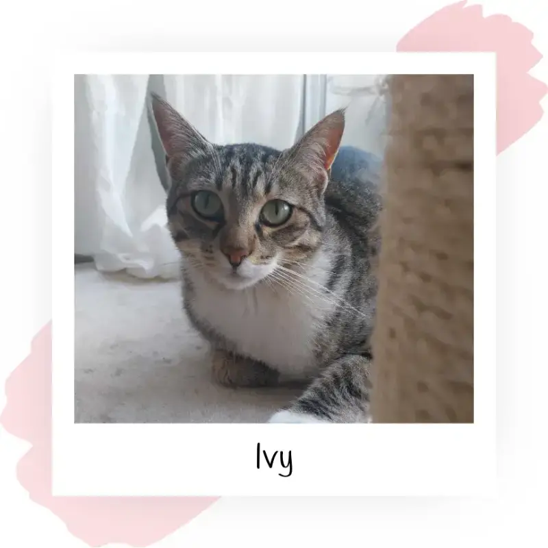 Ivy