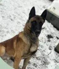 Kali