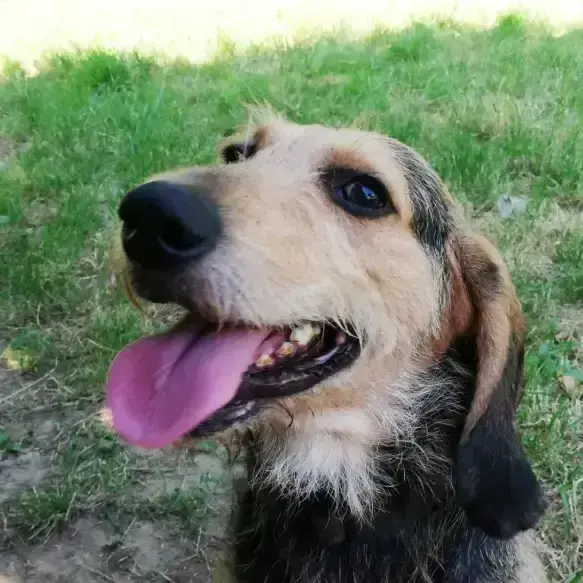 Hubert