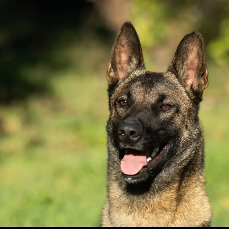 Paco