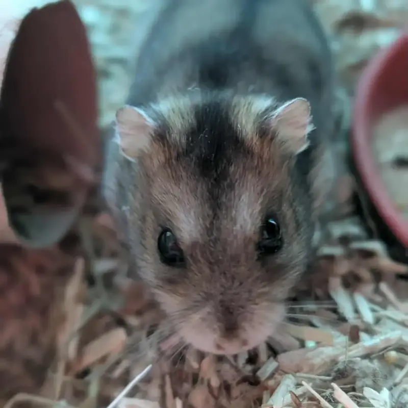 Lixy