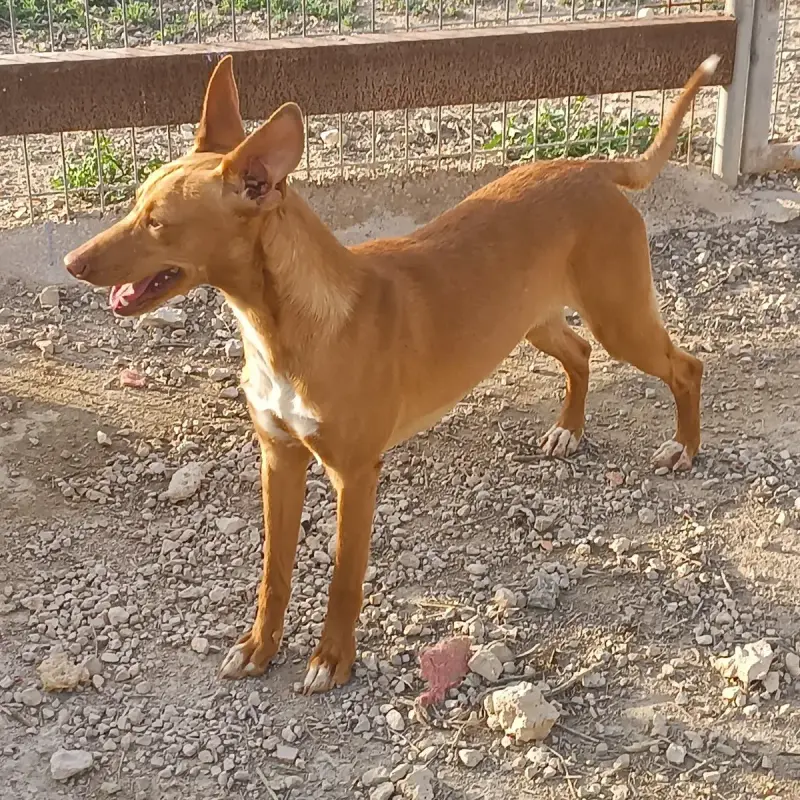 Benito