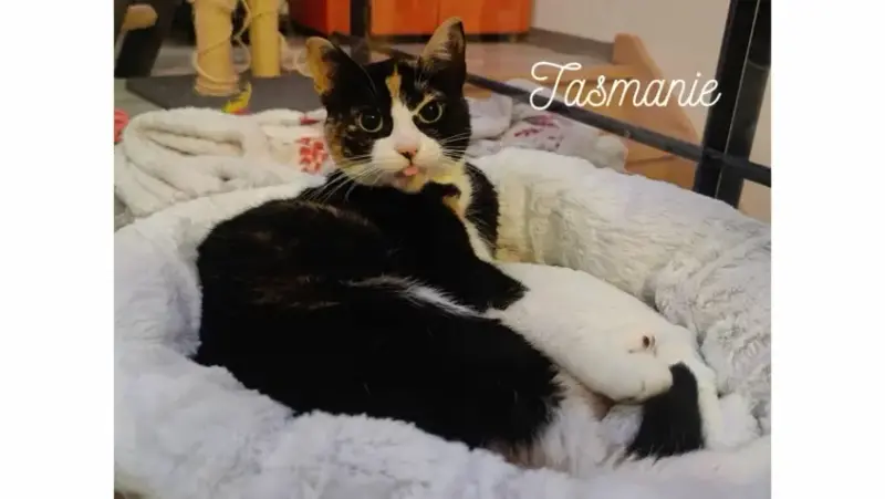 Tasmanie