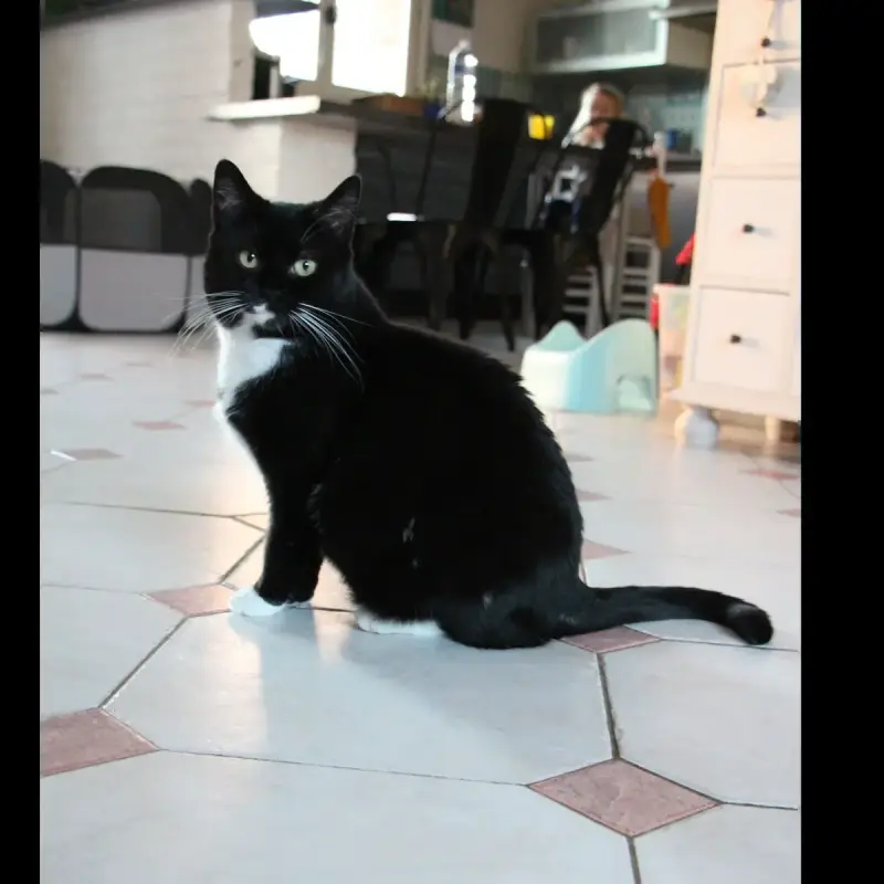 Bigoudi