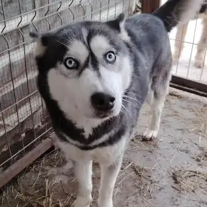 Ashka