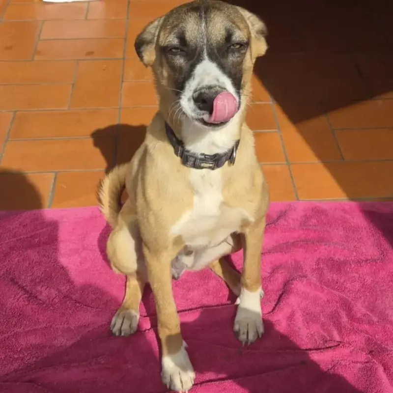 Milo
