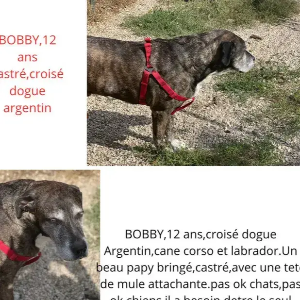 Bobby