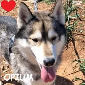 Opium
