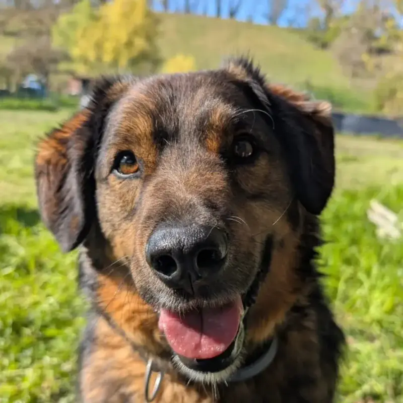 Leki