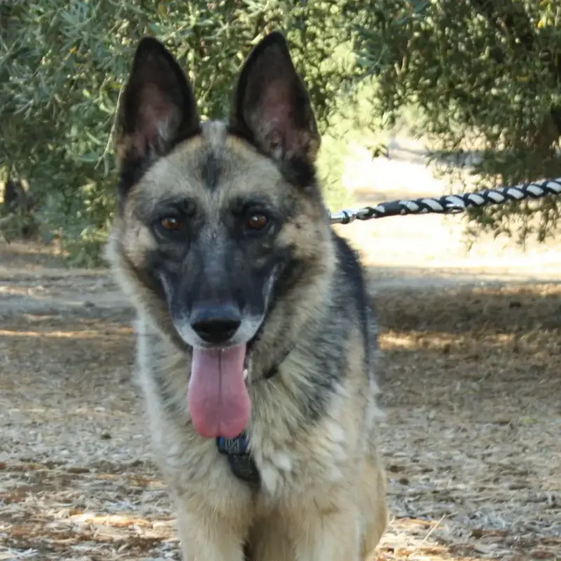 Jara