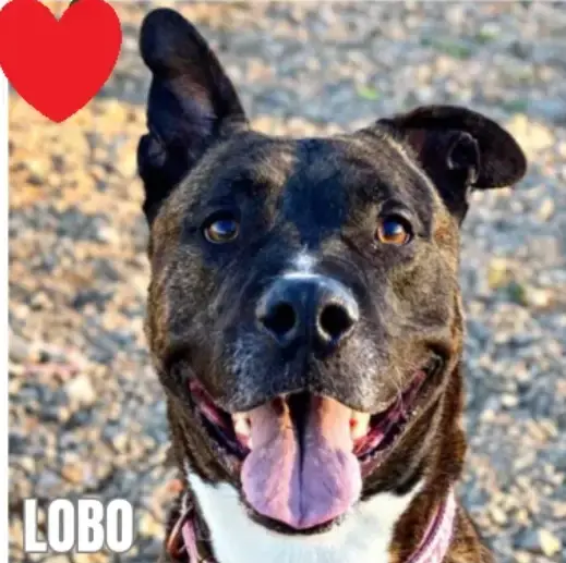 Lobo