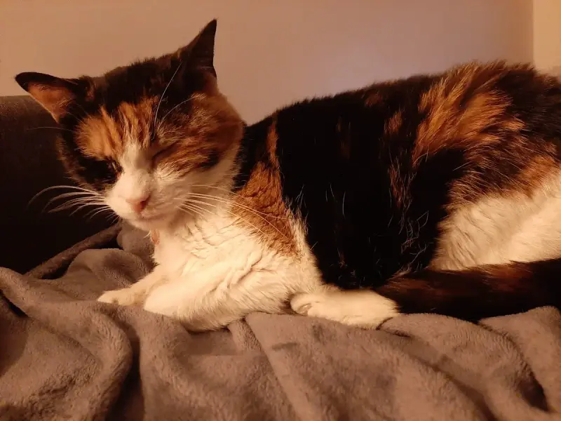 Kitty
