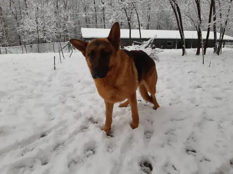 Pasha