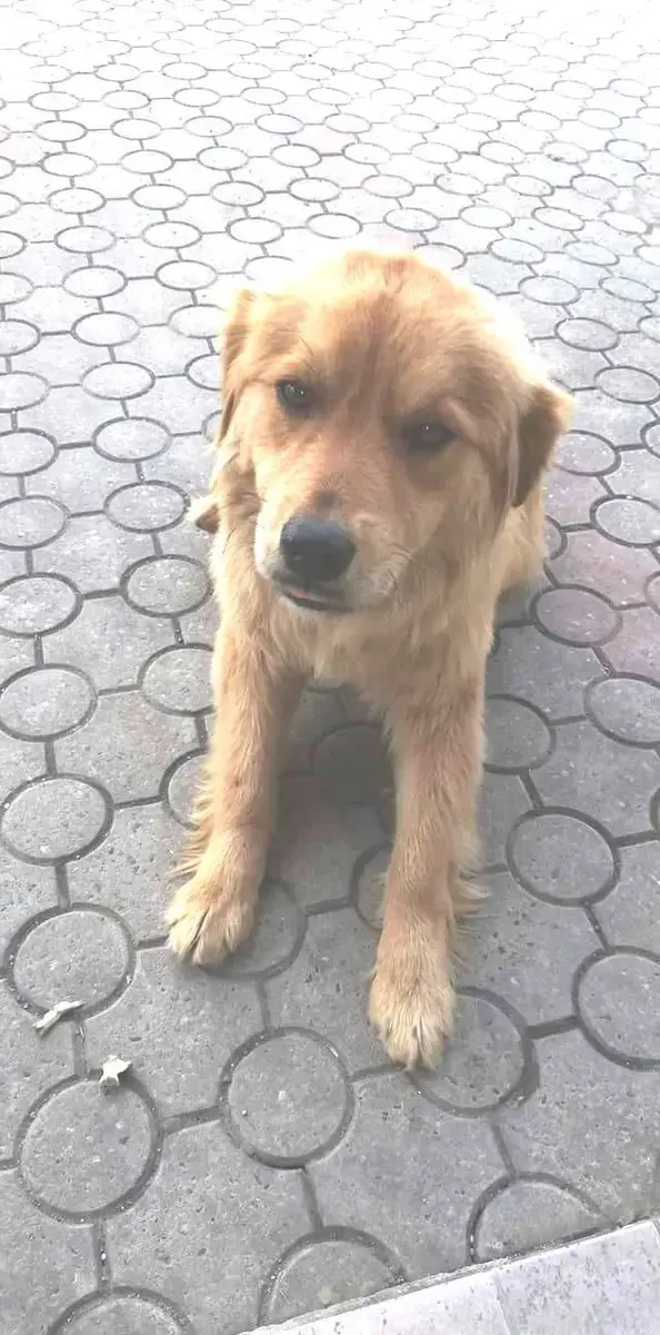 Oscar