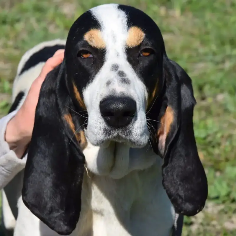 La Grande Sophie