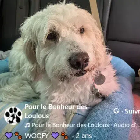 Woofy