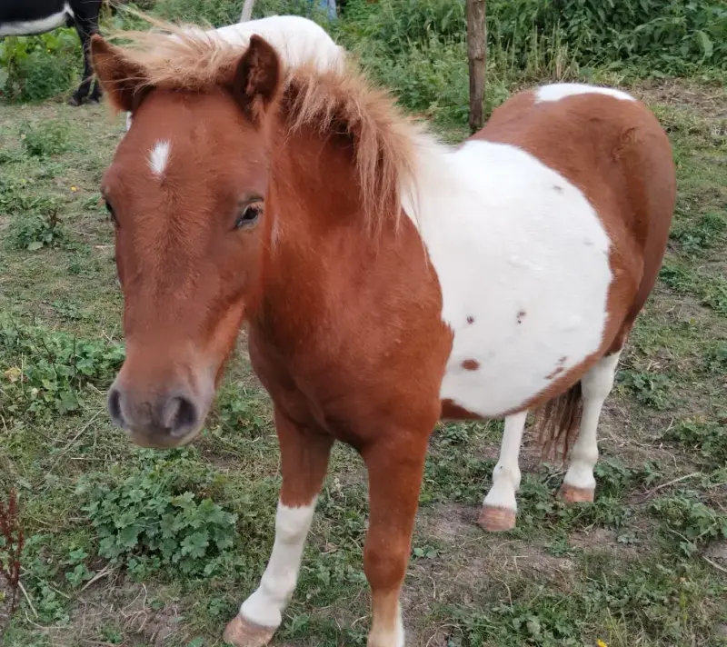 Karlito