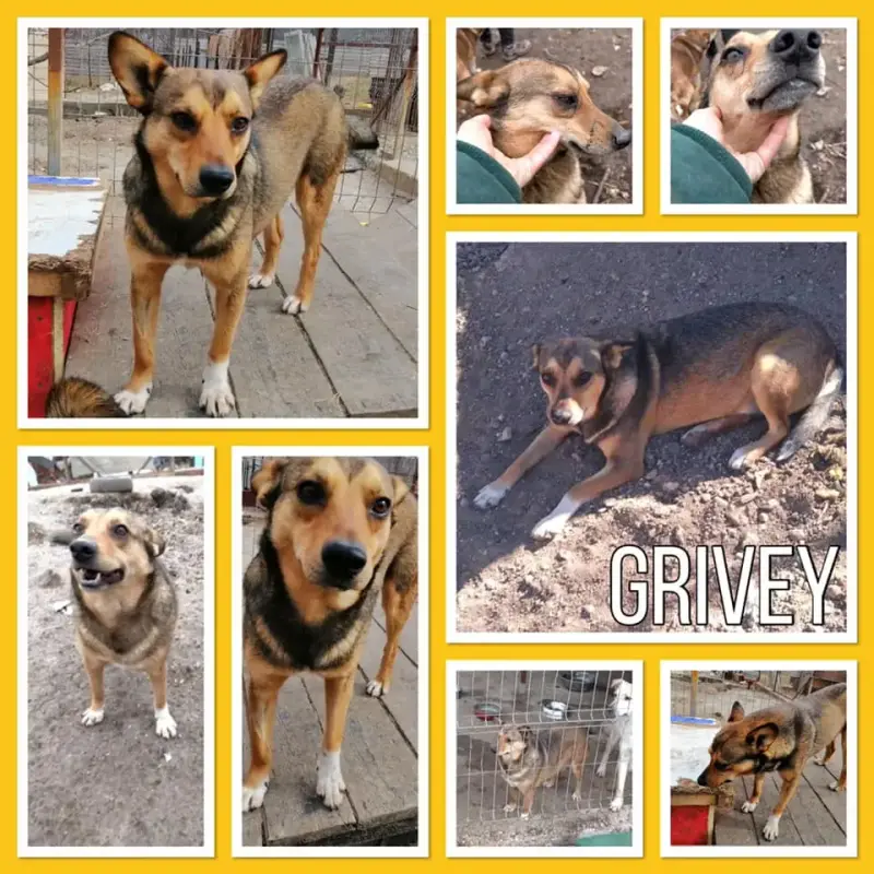 Grivey