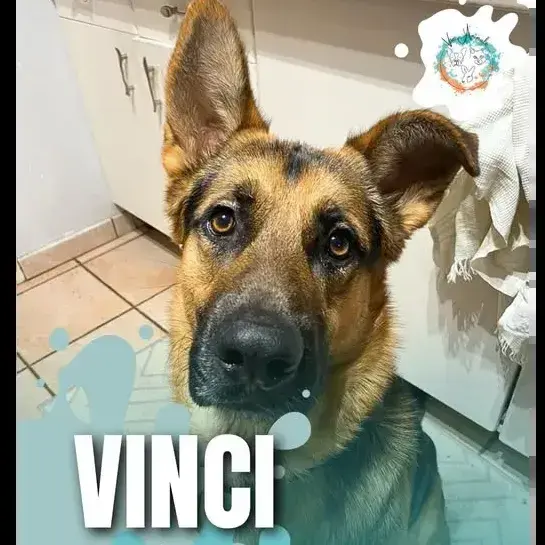 Vinci
