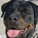 Rita