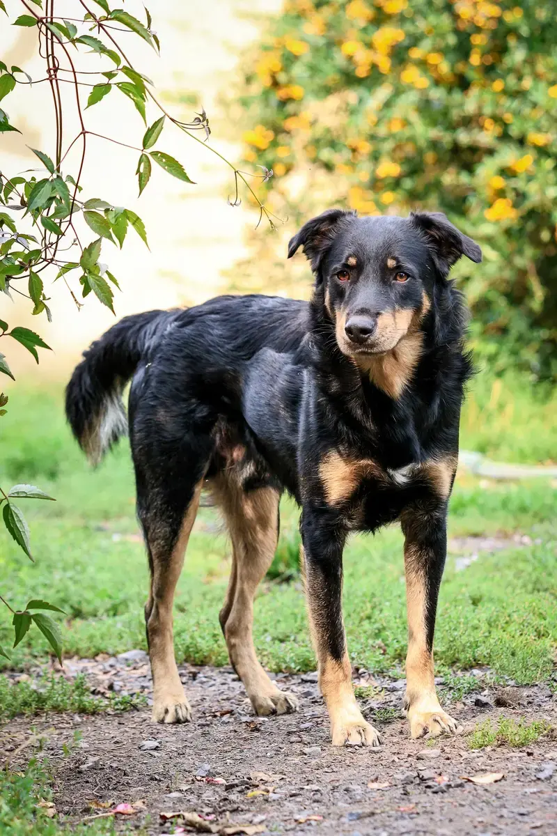 Fino