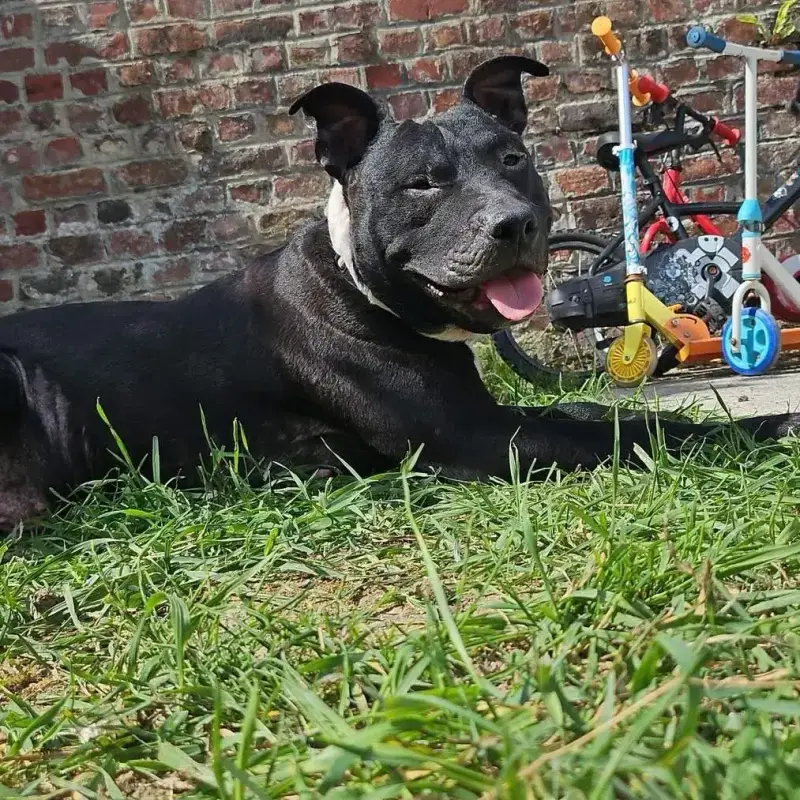 Paco