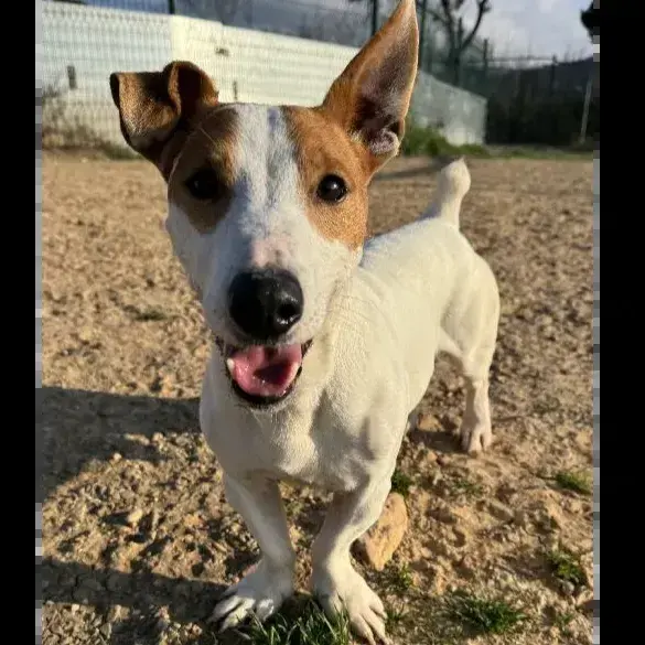Dingo