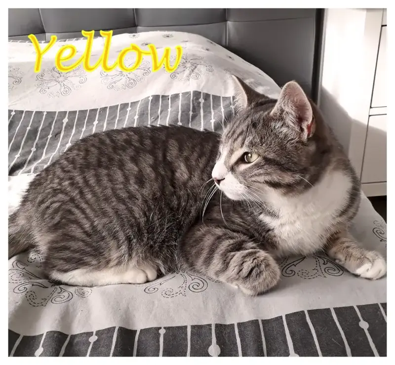 Yellow