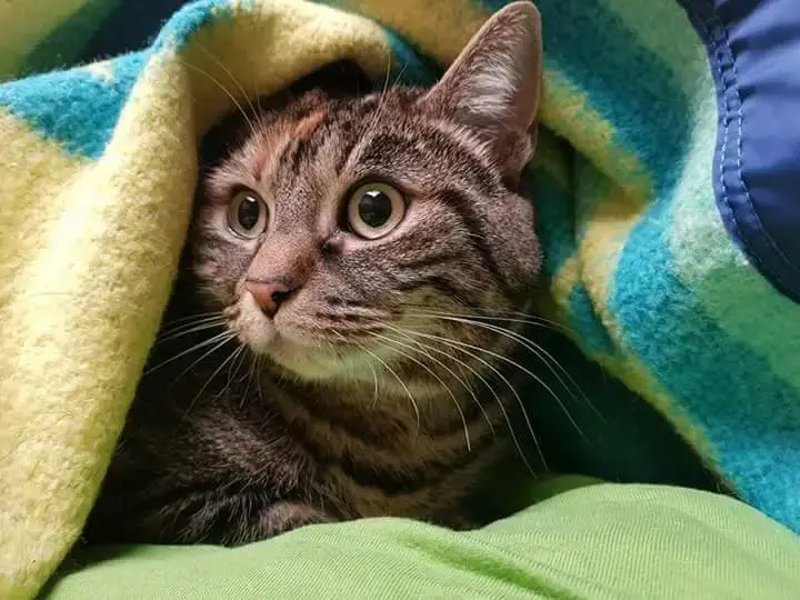 Tout Chat Est Parrainable