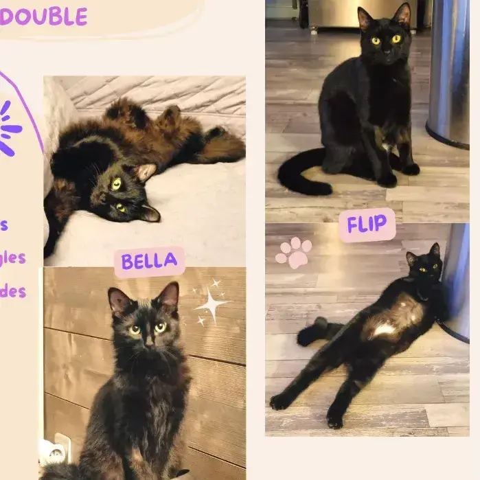 Bella Et Phil