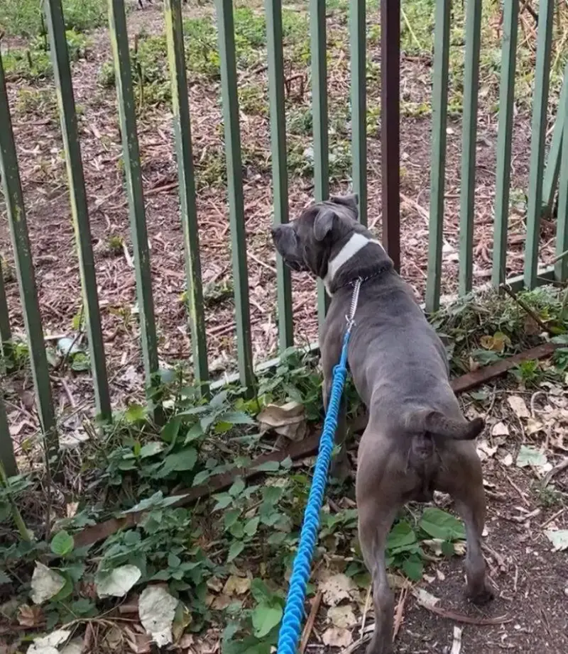Narko