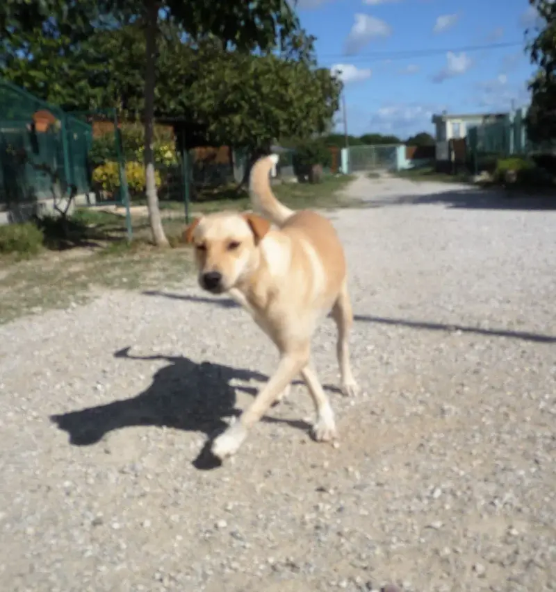Heidi