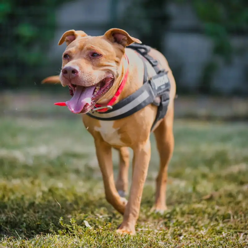 Nala