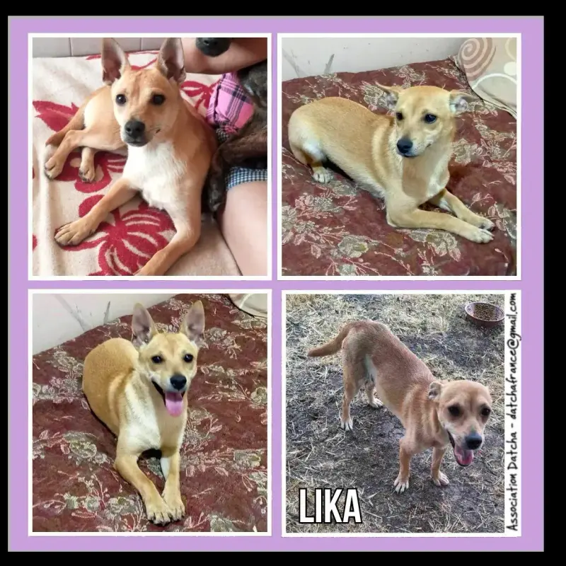 Lika