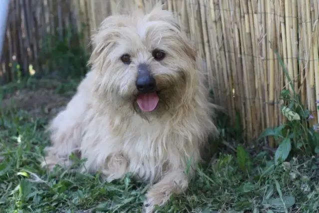 Biscuit