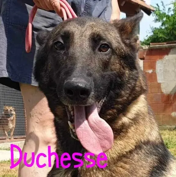 Duchesse