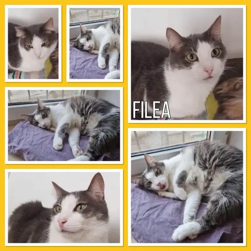 Filea