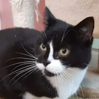 Willy
