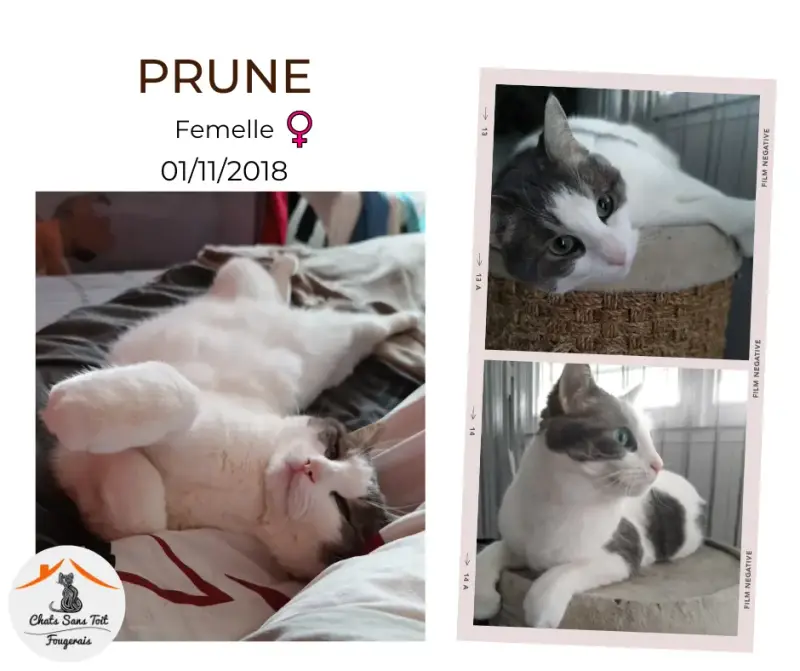 Prune