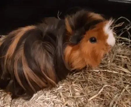 Alf