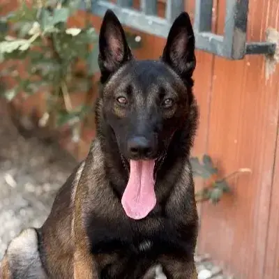 Nitro