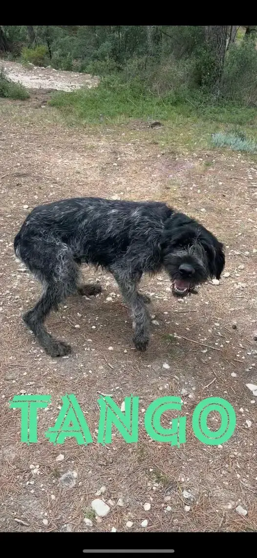 Tango