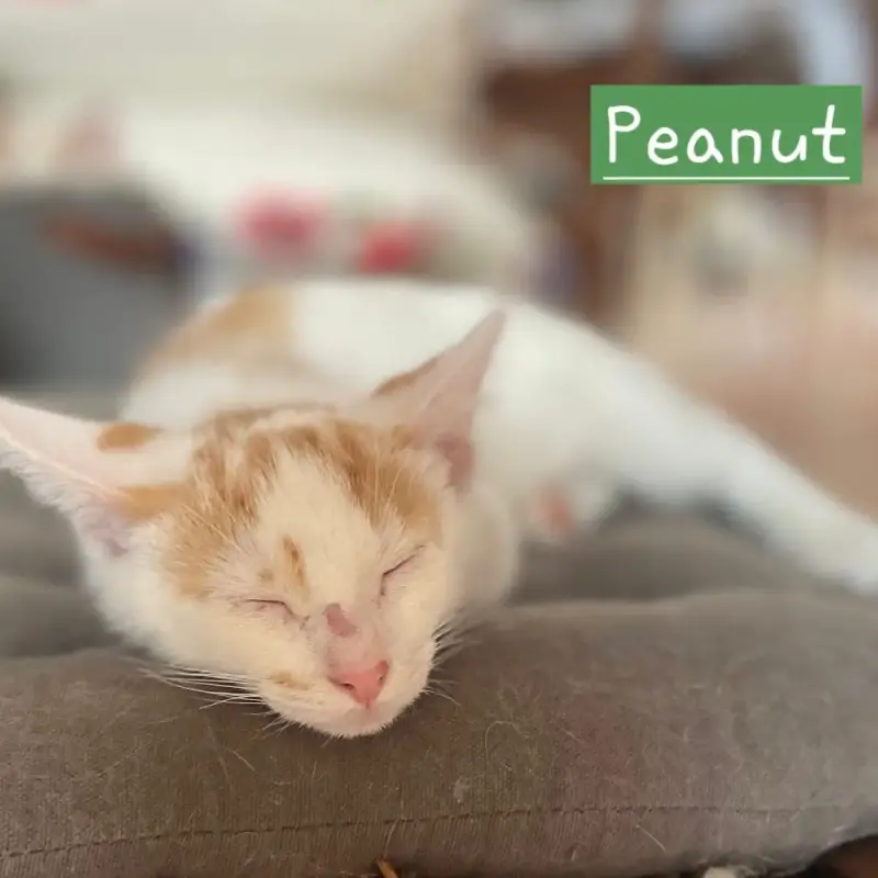 Peanut