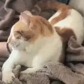 Oscar