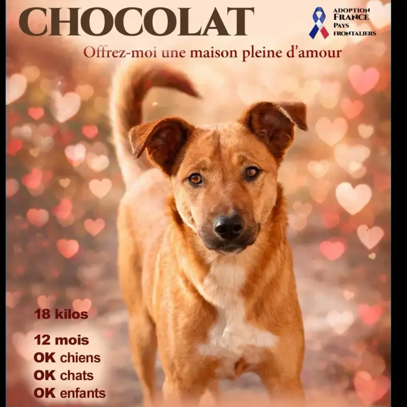 Chocolat