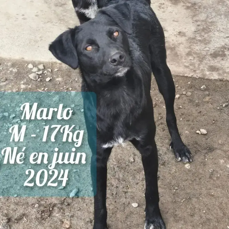 Marlo
