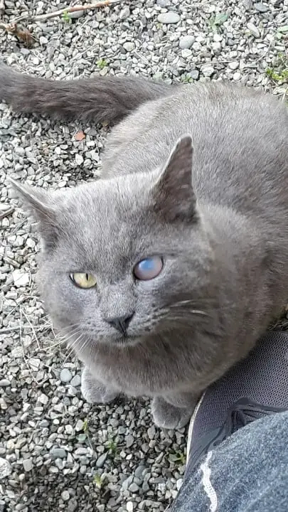 Bellamy